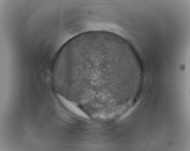 X0000092021505200709201541