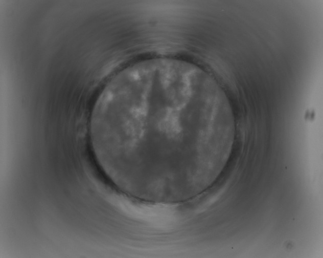 X0000092020032200709271558