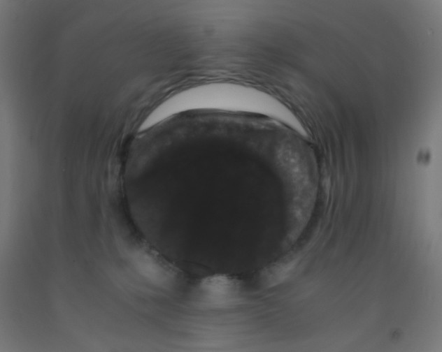 X0000092020231200709271555