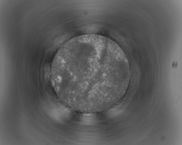 X0000092020240200709271555