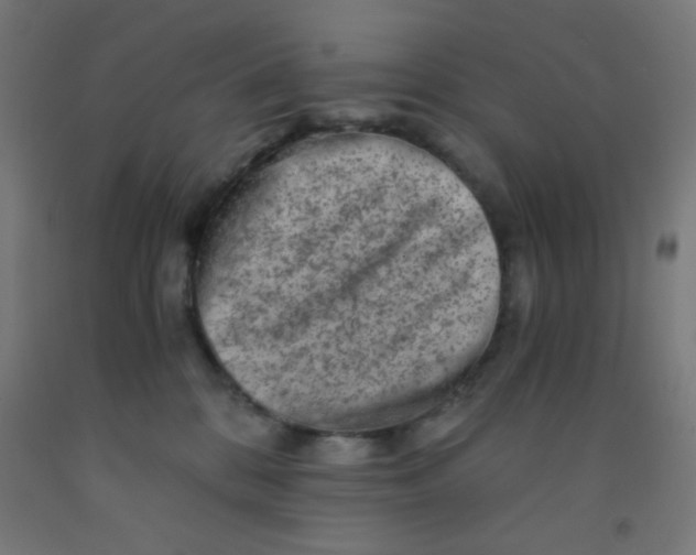 X0000092020328200709271554