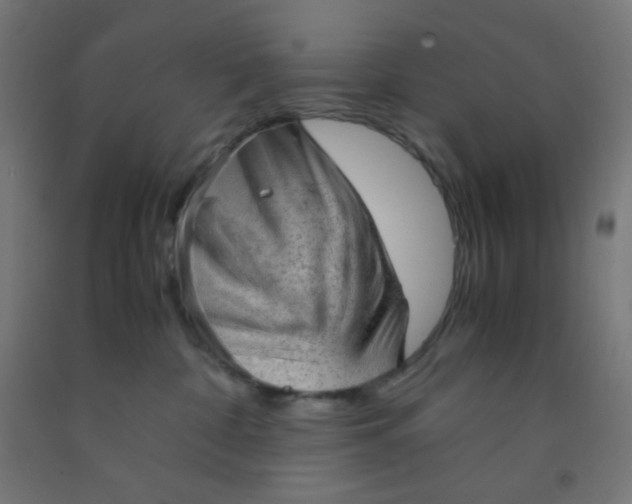 X0000092020332200709271554