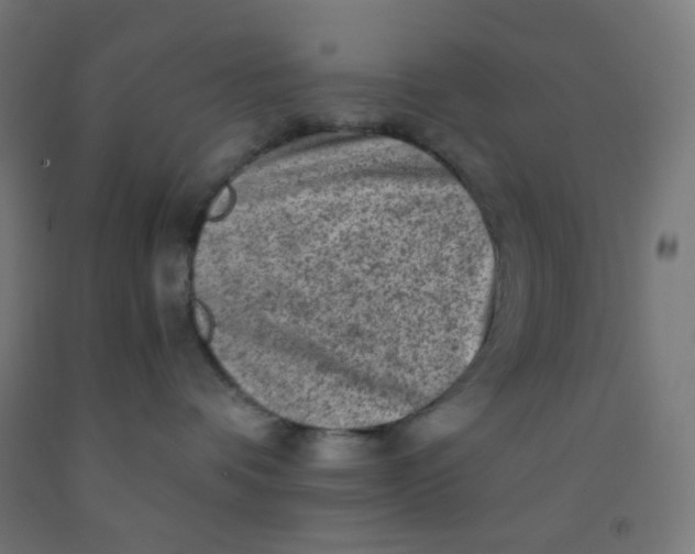 X0000092020336200709271554