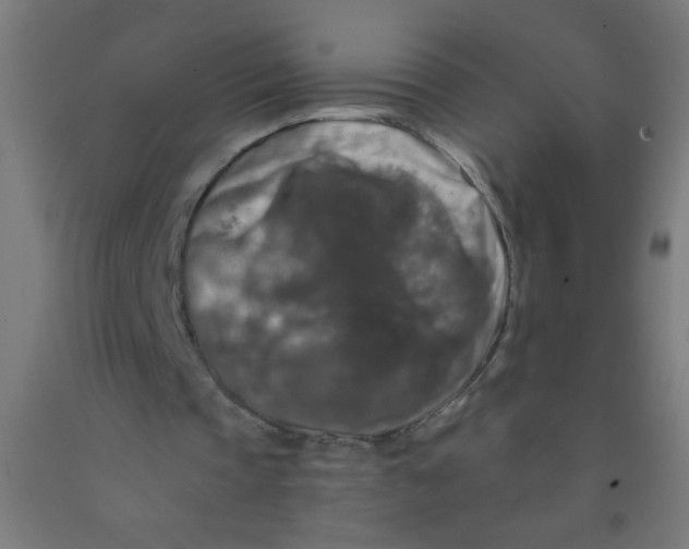 X0000092020337200709271553