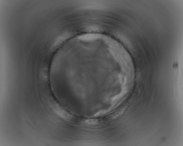 X0000092020353200709271554