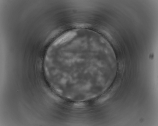 X0000092020357200709271554