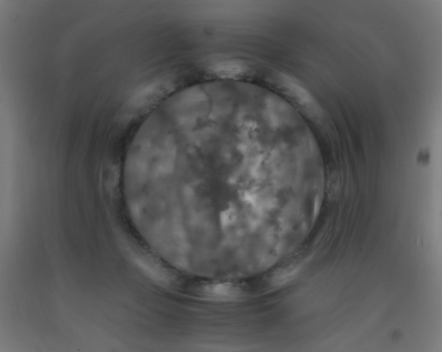 X0000092020365200709271554