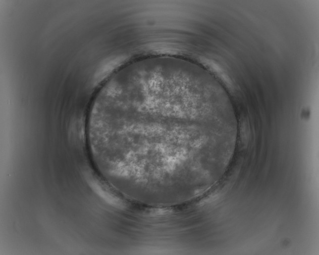 X0000092020398200709271553