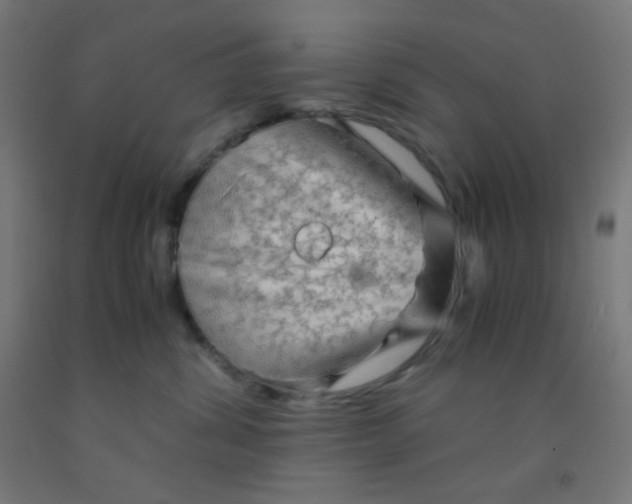 X0000092020428200709271553