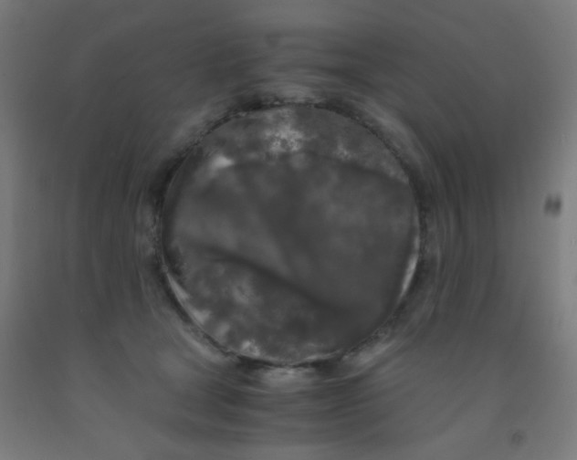 X0000092020465200709271553