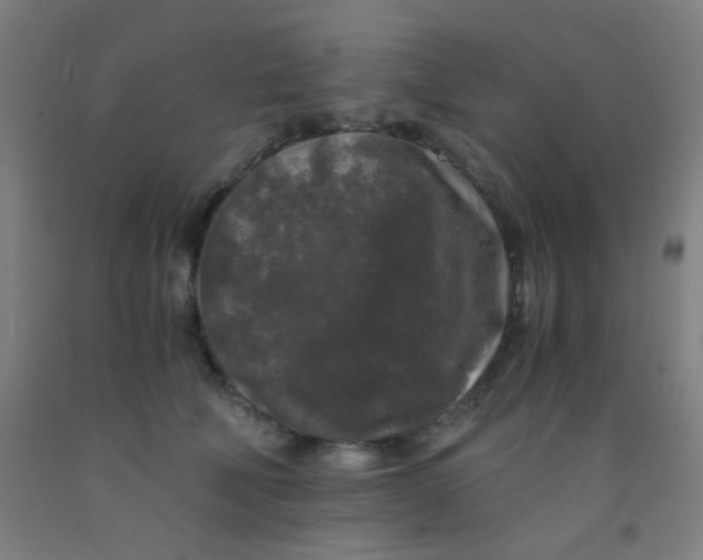 X0000092020610200709271551