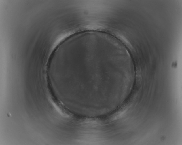 X0000092020626200709271550