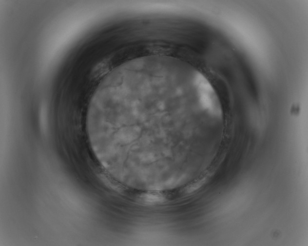 X0000092020765200709271549