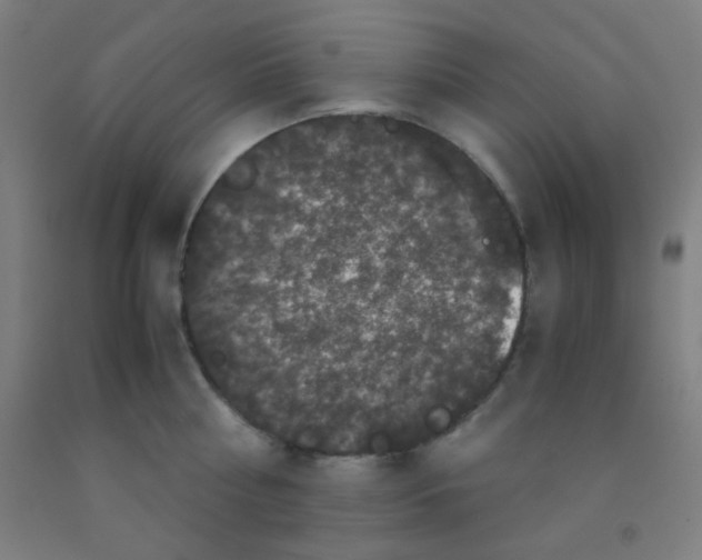 X0000092020810200709271548