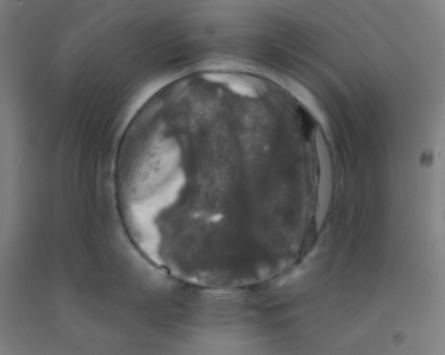 X0000092020863200709271548