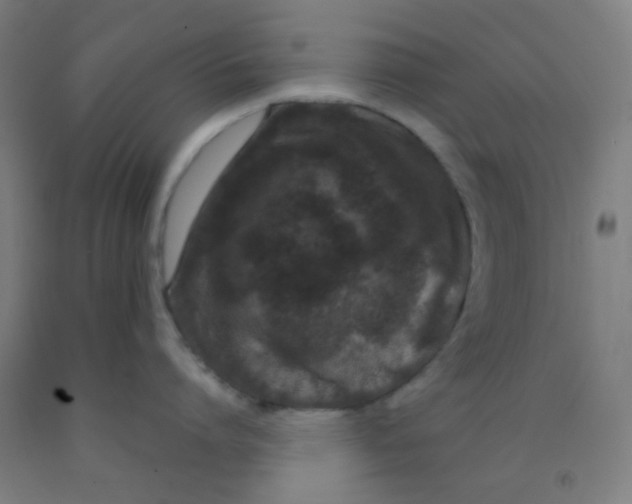 X0000092020864200709271548