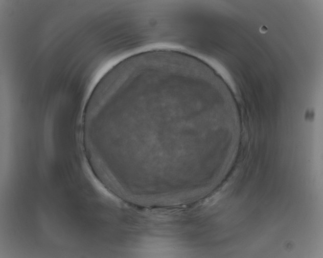 X0000092020911200709271546