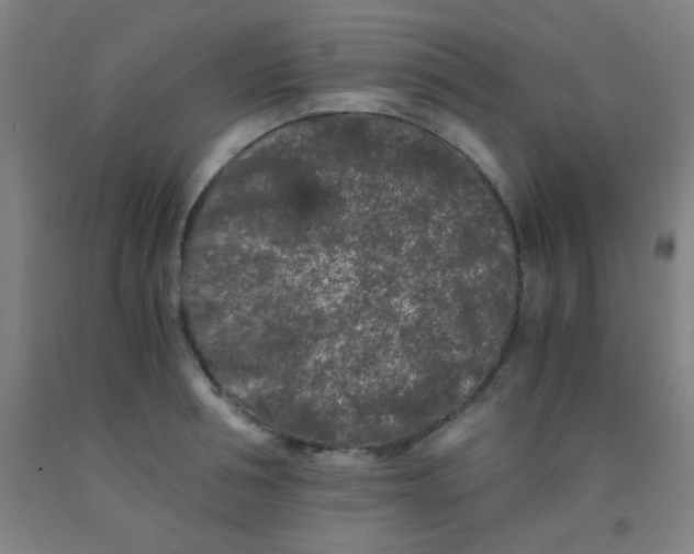 X0000092020994200709271545