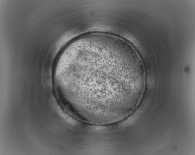 X0000092021030200709271545