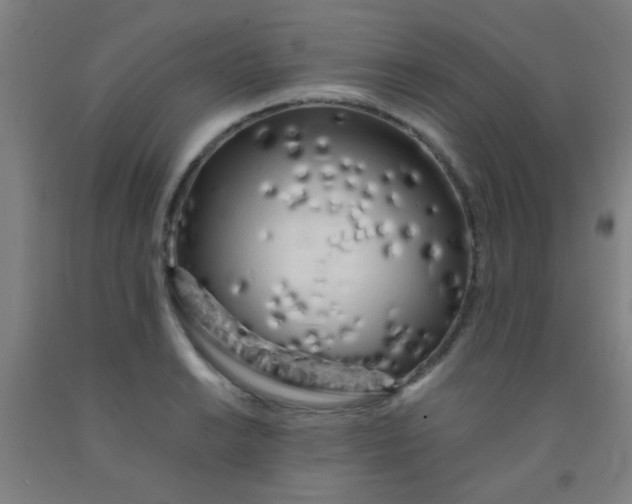 X0000092021038200709271545