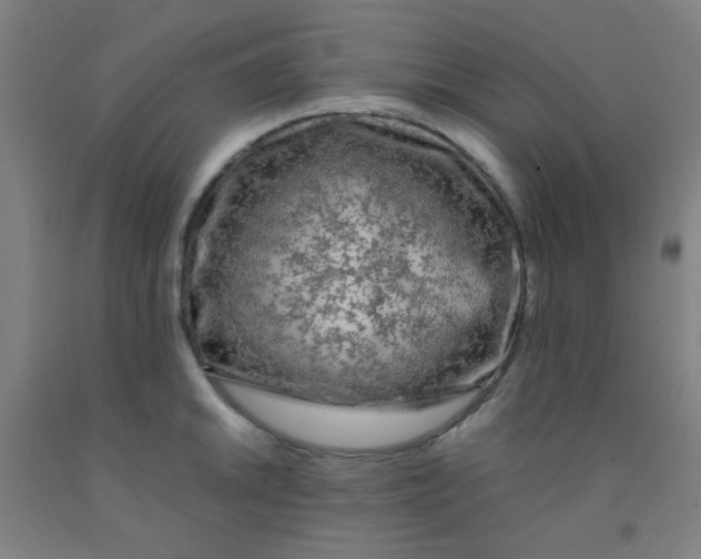 X0000092021046200709271545