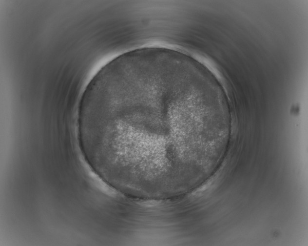 X0000092021048200709271545