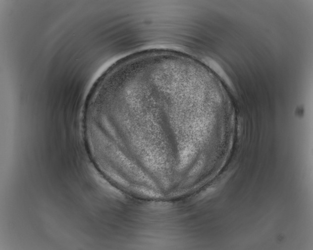 X0000092021068200709271544