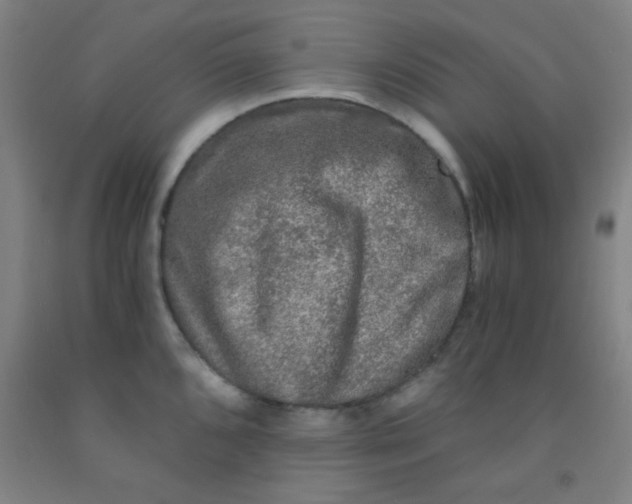 X0000092021096200709271544