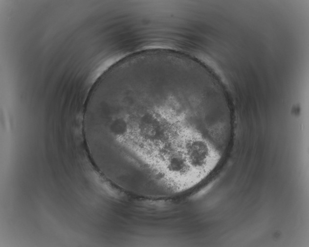 X0000092021121200709271544