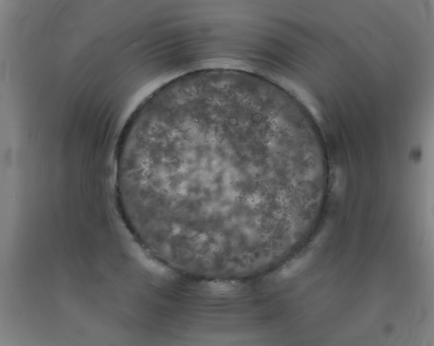 X0000092021125200709271544