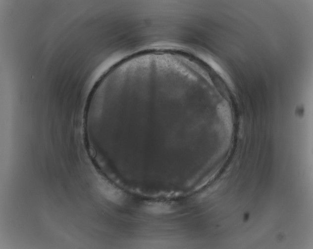 X0000092021229200709271542