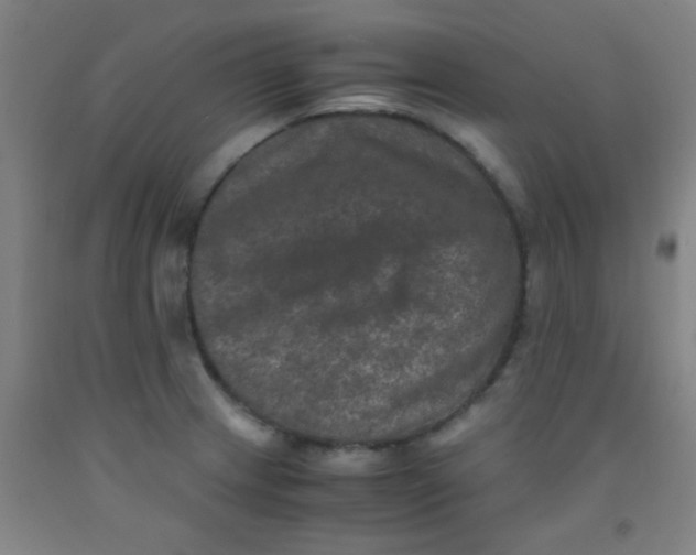 X0000092021233200709271542