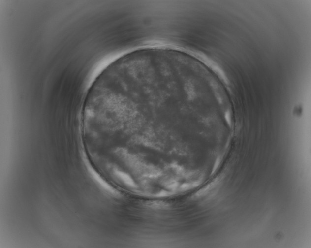 X0000092021239200709271543