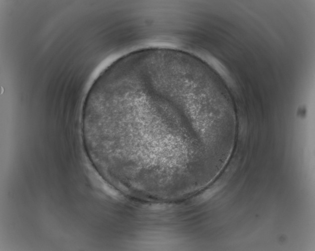 X0000092021240200709271543