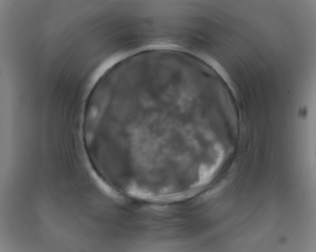 X0000092021245200709271543