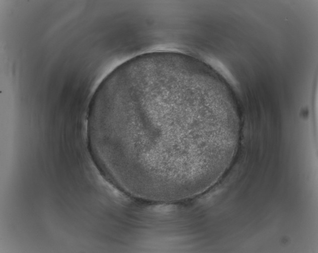 X0000092021268200709271542