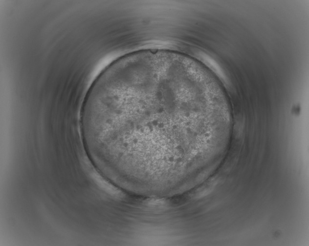 X0000092021283200709271542