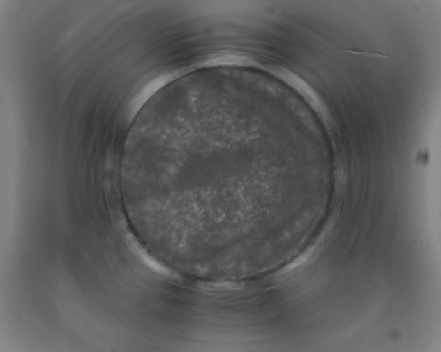 X0000092021337200709271541