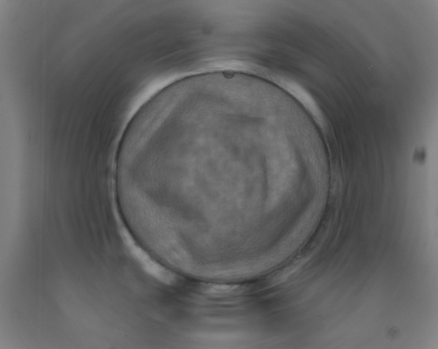 X0000092021439200709271540