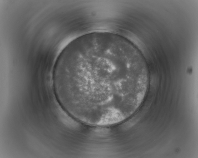 X0000092021466200709271539