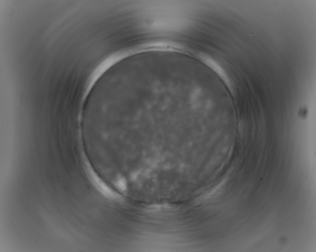 X0000092021482200709271539