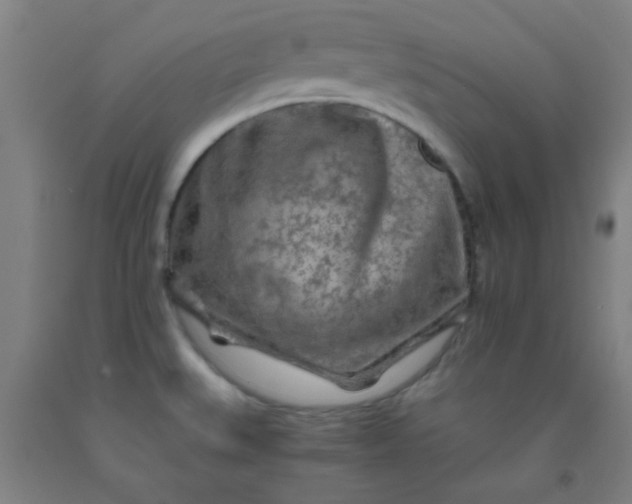 X0000092021527200709271539