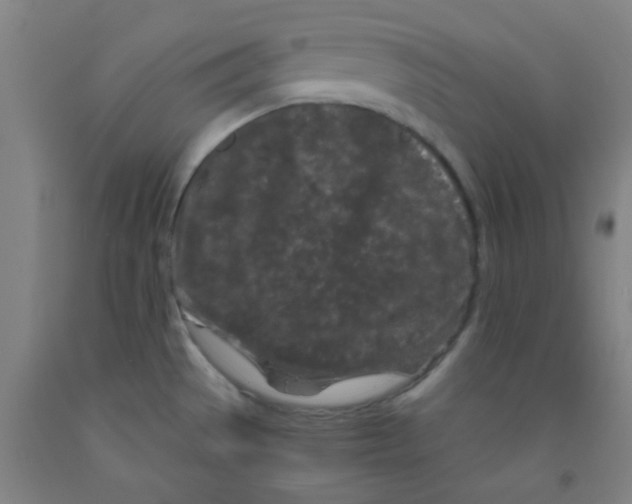 X0000092021529200709271539