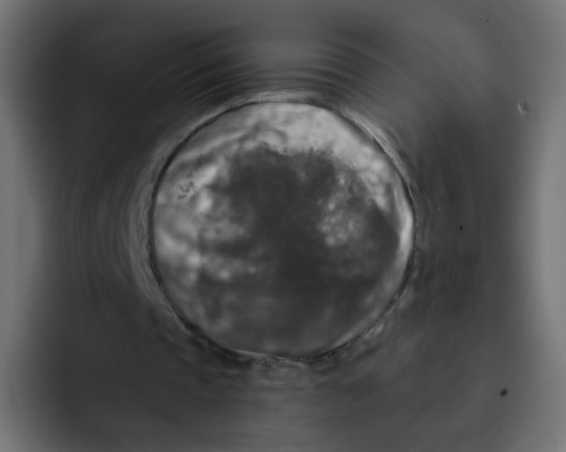 X0000092020337200710041047