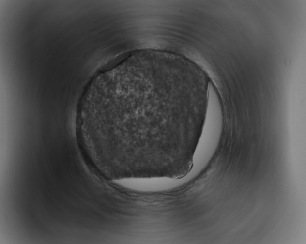 X0000092020434200710041046