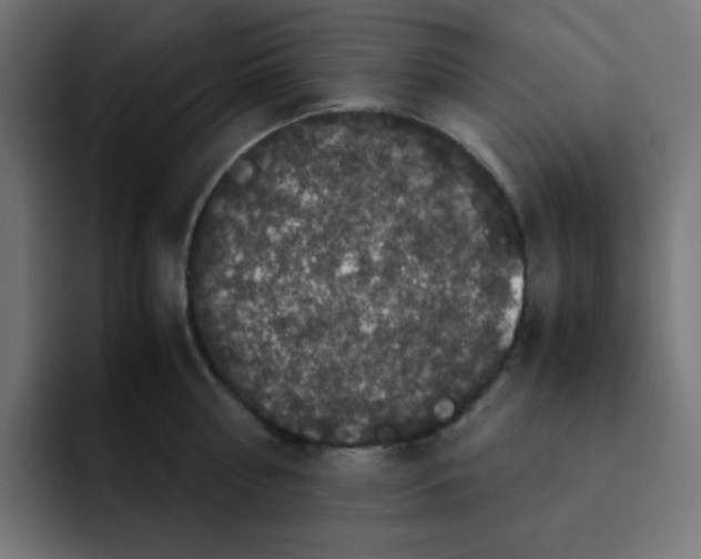 X0000092020810200710041042