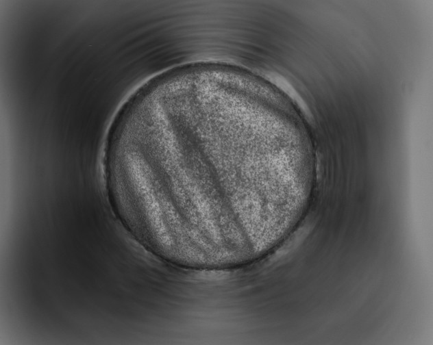 X0000092021068200710041039