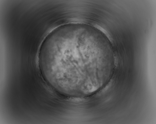 X0000092021074200710041039