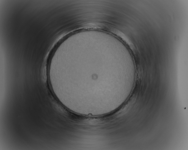 X0000092021075200710041039