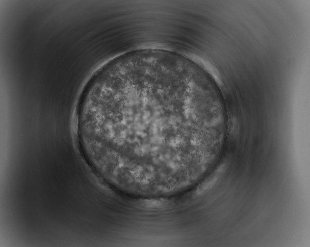 X0000092021125200710041039